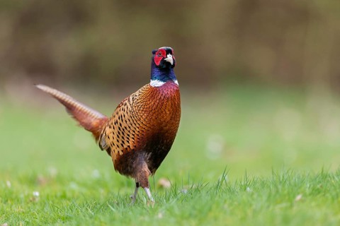 Pheasant (Phasianus colchicus), Germany