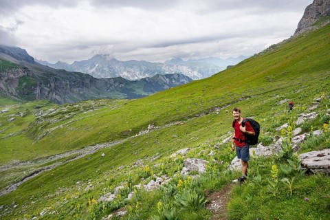 Hiker in green mountain landscape with blooming yellow gentian (Gentiana lutea), Kienboden, Bernese