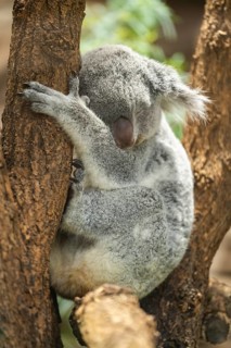 Koala (Phascolarctos cinereus) sitting on a tree, captive, distribution South Australia, Australia,