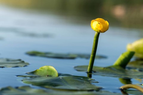Brandy bottle, yellow pond mummel, nuphar lutea, nymphaeaceae, water lily family, pond cord, pond