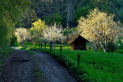 Dirt road in front of a traditional orchard with white blooming fruit trees and a small wooden hut