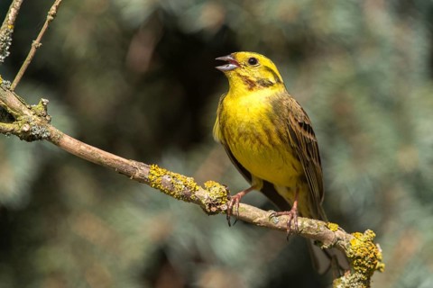 Emberiza citrinella, Yellowhammer, Yellowhammer, birds, song, male, passeri, singing, songbirds,