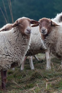 Artiodactyla, Coburg fox sheep, domestic sheep, even-toed ungulate, house sheep, Ovis Gmelini aries