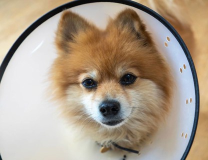 Pomeranian pet dog wearing an Elizabethan collar