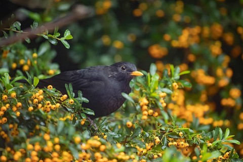 Eurasian blackbird (Turdus merula) adult male garden bird in a berry filled Pyracantha bush in