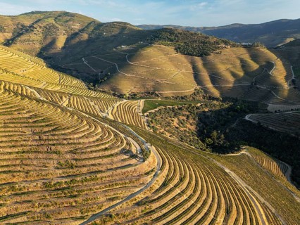 Drone view of vineyards and hills in Douro Valley, Portugal, with Douro valley hills, terraced