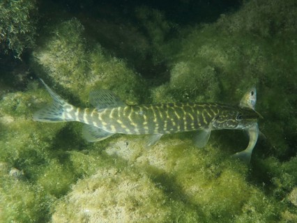 A pike (Esox lucius) swimming through green water plants with a smaller fish in its mouth, dive