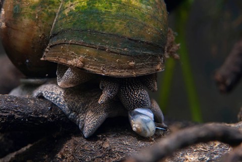 Danube river cover snail, Viviparus acerosus, gastropoda, mollusca, snails, molluscs