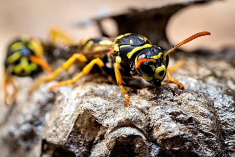 Wasps on a nest, seen in close-up with detailed features, field wasps on their abandoned nest near