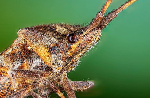 Detailed close-up of an insect against a green background, the American pine bug or cone bug in