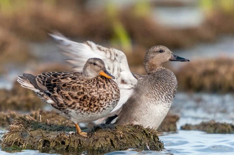 Anas Strepera, Gadwall, Mareca Strepera, Middle Duck, Schnatterente, Anatidae, Birds, Ducks, Ducks,