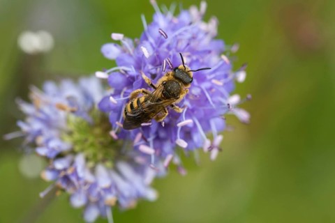 Apidae, bees, furrow bee, yellow-haired furrow bee, halictus scabiosae, hymenoptera, female, great