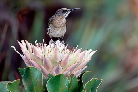 Cape Honeybird (Promerops cafer), adult, male, on flower, Protea, vigilant, Kirstenbosch Botanical