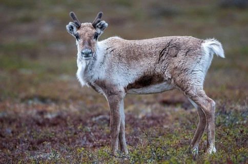 Artiodactyla, even-toed ungulate, Finland, cloven-hoofed, rangifer tarandus, reindeer, reindeer,