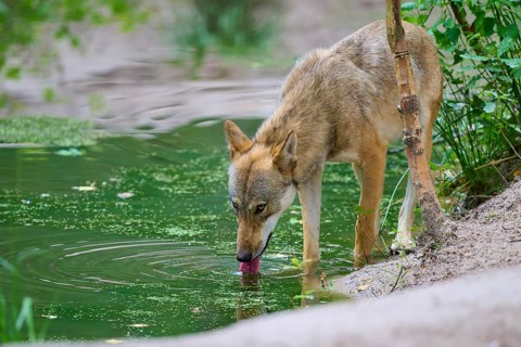 A wolf lapping water from a pond in a green woodland setting, summer, wolf (Canis lupus), Germany
