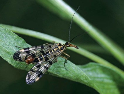 Panorpa spec., scorpionfly spec., insects, scorpionfly
