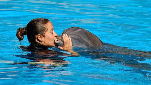 A woman gives a dolphin a tender kiss in the water, Dolphin, Dolphin (Delphinidae), Dolphin show,