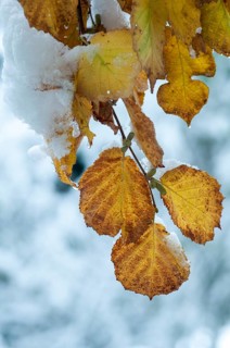 Autumn, detail, autumn, autumn leaves, high size, portrait format, snow, snow