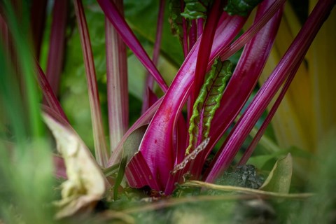 Stalks of Swiss chard (Beta vulgaris), edible plant bed, Chelsea Physic Garden, Chelsea, England,