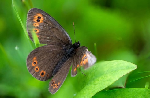 Erebia medusa, formerly moth, round-eyed moth, woodland ringlet, butterfly, insects, butterfly,