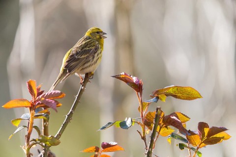 European Serin, serine, serinus serinus, birds, call, song, passeri, call, singing, songbirds,