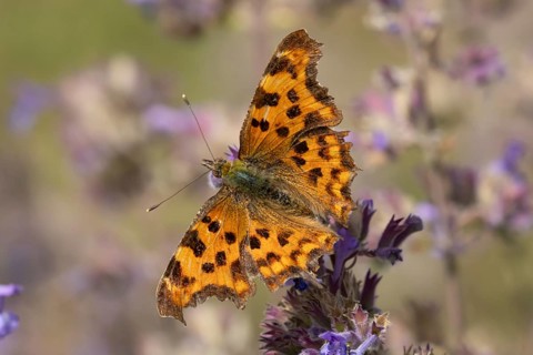Comma butterfly (Polygonia c-album) adult insect feeding on garden Catmint flowers in summer,