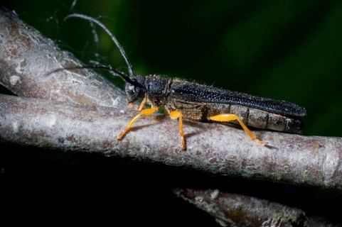 Haselbuck, Haselbock Beetle, Hazel Longhorn Beetle, Oberea Linearis, Beetle, Longhorn Beetle,