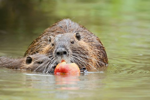 Nutria or swamp beaver (Myocastor coypus), a female and her young eating an apple in the water,