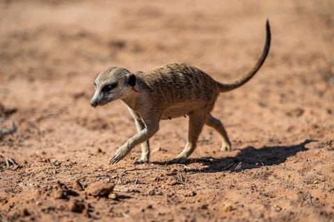 Running meerkat (Suricatta suricata), Kgalagadi Transfrontier Park, Northern Cape, South Africa