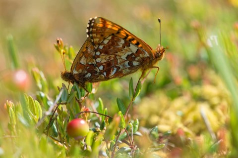 Boloria aquilonaris, cranberry fritillary, high moor mother-of-pearl butterfly, cranberry moth,