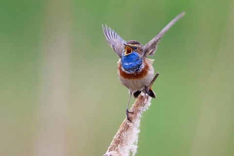 Bluethroat (Luscinia svecica cyanecula) male singing from cattail, Netherlands