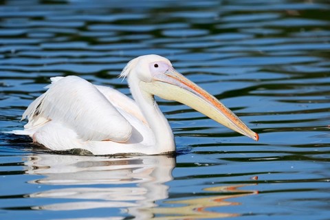 Pink pelican (Pelecanus onocrotalus) swimming, Greece