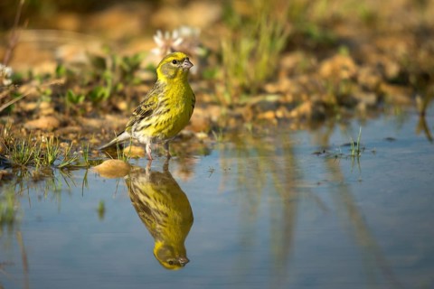 European Serin, Serine, Serinus Serinus, Bath, Bird Bath, Birds, Mirror, Passeri, Songbirds,