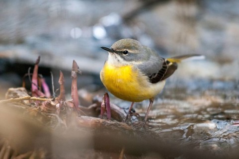 Mountain tail, grey wagtail, motacilla cinerea, birds, female, passeri, songbirds, birds, female