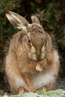 European brown hare (Lepus europaeus) adult animal in grassland, England, United Kingdom