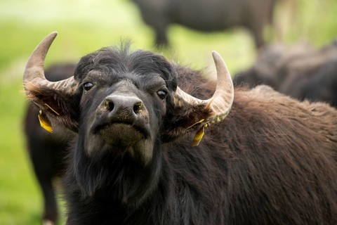 Artiodactyla, Bubalus Arnee, Even-Toed Ungulate, Frießnitzer See, Germany, Greiz, Pairhoofes,