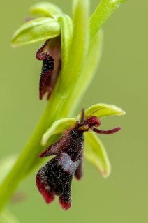 Fly ragwort, Ophrys insectifera, orchidaceae, orchids, orchid, Sweden, flora, fly orchid, high
