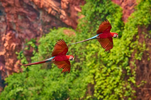 Two red parrots flying synchronised in the green jungle in front of a rock face, Green-winged