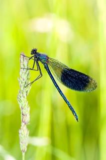 Animals, insects, dragonflies, dragonfly, Banded demoiselle (Calopteryx splendens), Germany