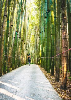 Female woman walks down the path in dendrological park in Georgia with bamboo trees around
