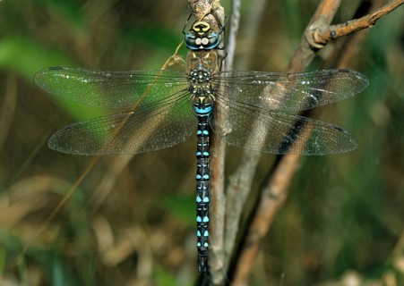 Aeshna Mixta, Autumn Mosaic Maiden, Autumn Mosaic Maiden, Migrant Hawker, Anisoptera, Damselflies,