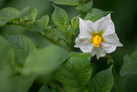 Apple, Pear, Ground Pear, Potato, Solanaceae, Solanaceae, Solanum Tuberosum, Flora, Plants, Potato