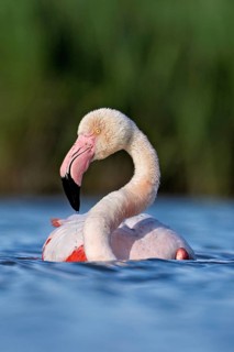 A greater flamingo (Phoenicopterus roseus) swimming in a pond, Camargue Regional Nature Park,