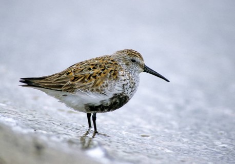 Alpine sandpipers, Calidris alpina, Dunlin, birds, breeding plumage, charadriiformes, leo,