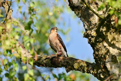Sparrowhawk (Accipiter nisus), male sitting on a branch and eating a captured songbird, North