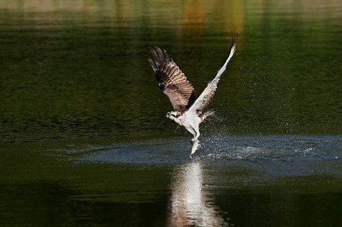 An osprey (Pandion haliaetus) takes off from the water after hunting, with a fish caught in its