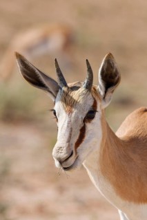 Springbok (Antidorcas marsupialis), young animal, feeding on plants, close-up of head and horns,