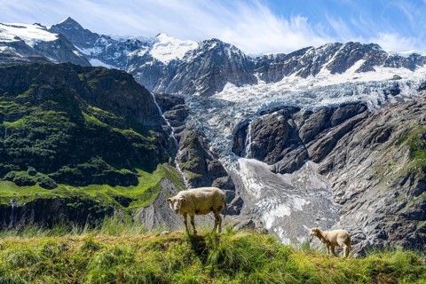 Sheep in front of mountain panorama, picturesque high-alpine mountain landscape with