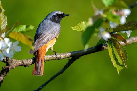 Redtail, Phoenicurus phoenicurus, redstart, birds, garden birds, male, passeri, songbirds, birds