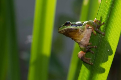 European tree frog, hyla arborea, tree frog, amphibians, amphibians, amphibians